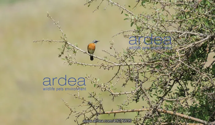 : White-throated Robin : White-throated Robin
