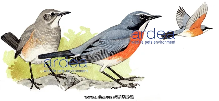 : White-throated Robin : White-throated Robin