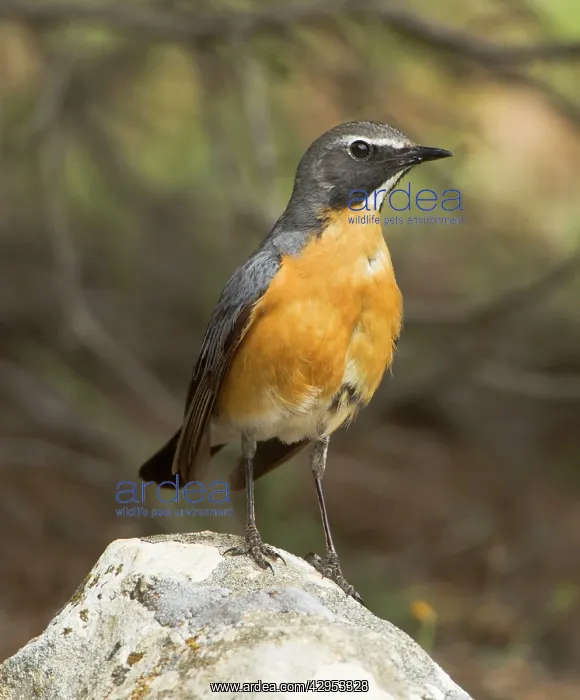 : White-throated Robin - adult male : White-throated Robin - adult male