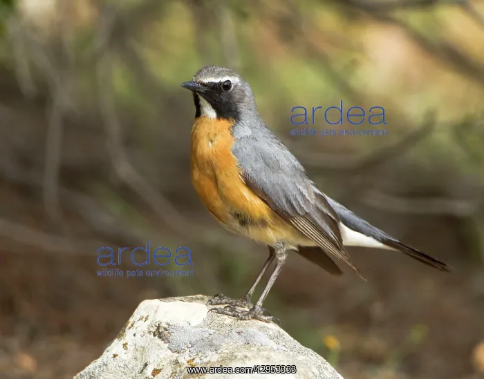 : White-throated Robin - adult male : White-throated Robin - adult male