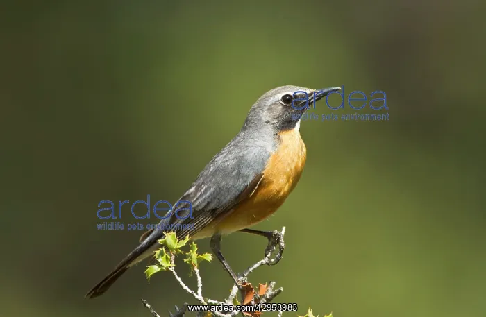 : White-throated Robin - adult male : White-throated Robin - adult male