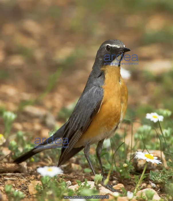 : White-throated Robin - adult male : White-throated Robin - adult male