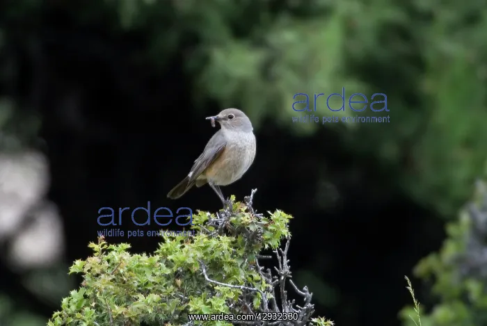 : White-throated Robin / Irania - Adult female with : White-throated Robin / Irania - Adult female with