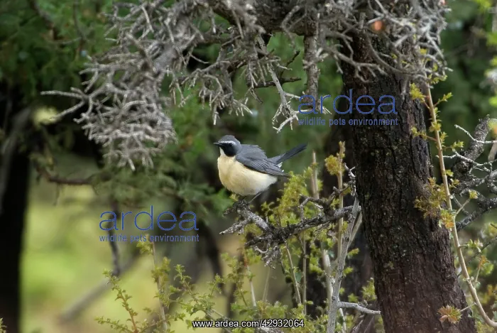 : White-throated Robin / Irania - Adult male, pale phase : White-throated Robin / Irania - Adult male, pale phase