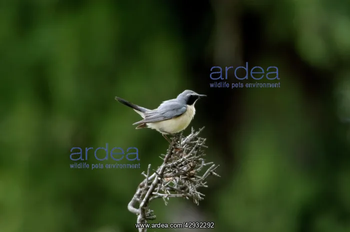 : White-throated Robin / Irania - Adult male, pale phase : White-throated Robin / Irania - Adult male, pale phase