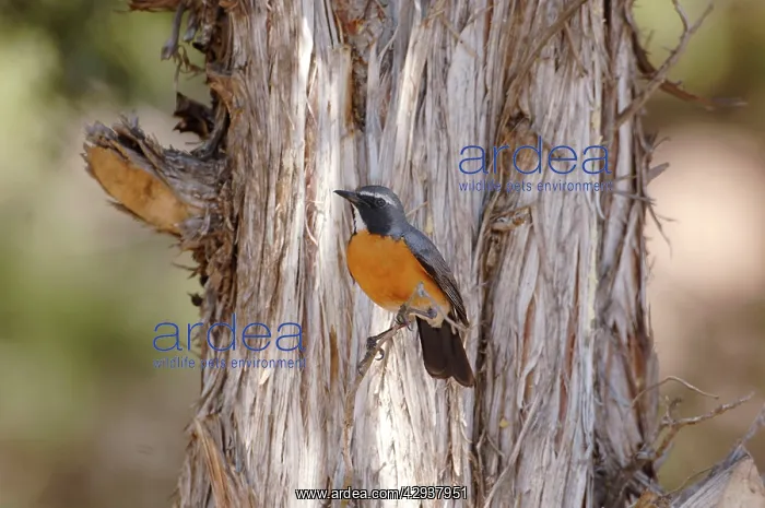 : White-throated Robin / Irania - adult male, May : White-throated Robin / Irania - adult male, May