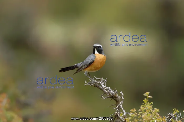 : White-throated Robin / Irania - adult male, May : White-throated Robin / Irania - adult male, May