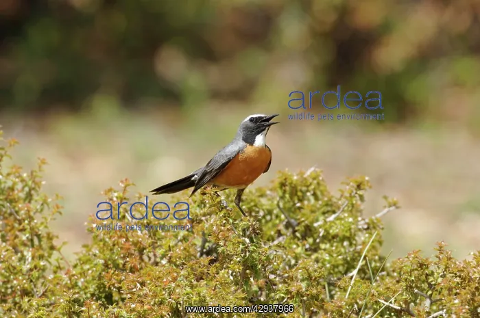 : White-throated Robin / Irania - adult male, May : White-throated Robin / Irania - adult male, May