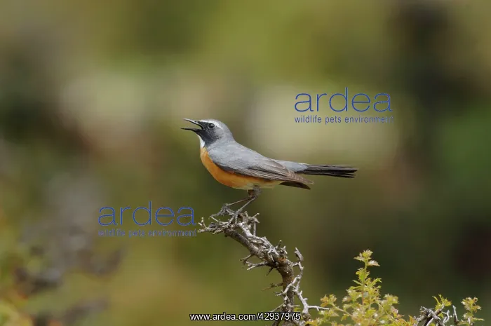 : White-throated Robin / Irania - adult male, May : White-throated Robin / Irania - adult male, May