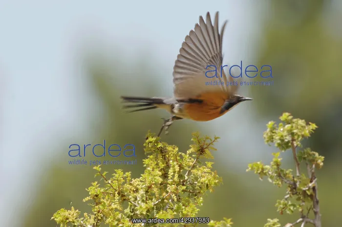 : White-throated Robin / Irania - adult male, May : White-throated Robin / Irania - adult male, May