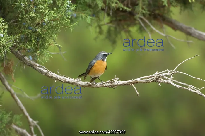 : White-throated Robin / Irania - adult male, May : White-throated Robin / Irania - adult male, May
