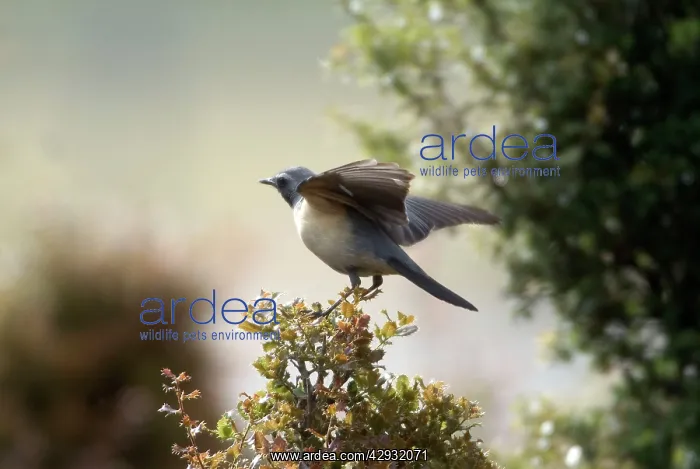 : White-throated Robin / Irania - Adult male pale : White-throated Robin / Irania - Adult male pale