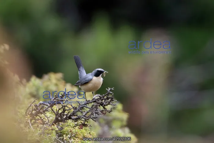: White-throated Robin / Irania - Adult male, pale : White-throated Robin / Irania - Adult male, pale