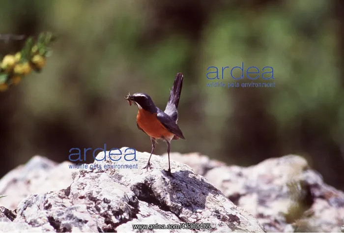 : WHITE THROATED ROBIN - Male : WHITE THROATED ROBIN - Male