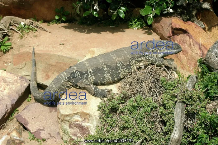 : White-throated / Rock Monitor Lizard - shedding skin : White-throated / Rock Monitor Lizard - shedding skin