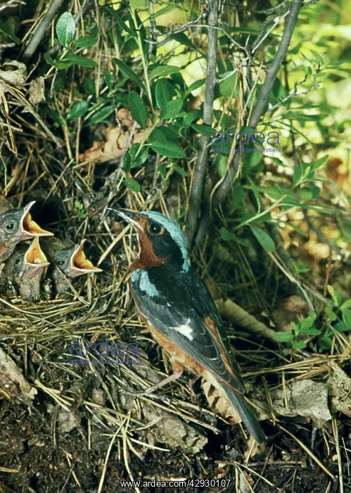 : White-throated Rock-thrush - at nest with young : White-throated Rock-thrush - at nest with young
