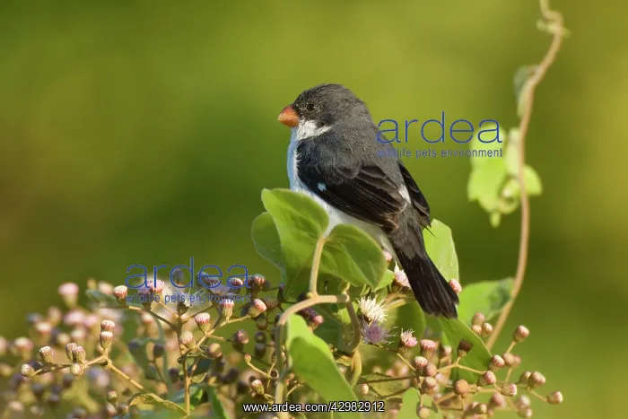 : White-throated Seedeater - adult male sitting on : White-throated Seedeater - adult male sitting on