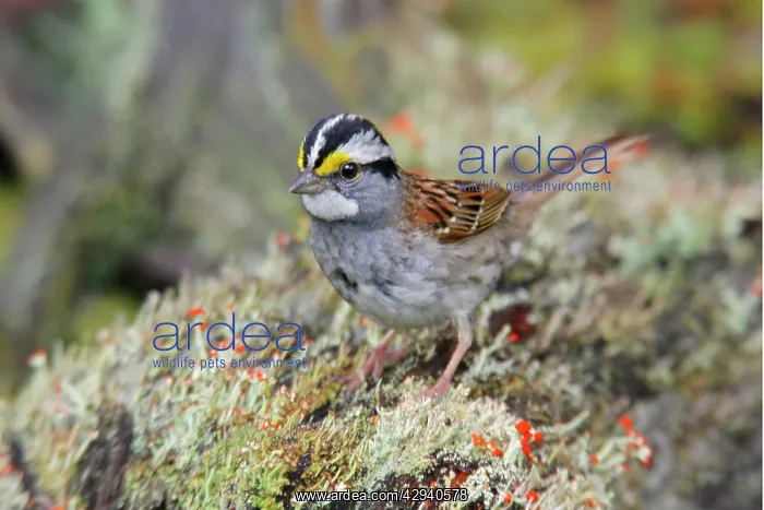 : White-throated Sparrow : White-throated Sparrow