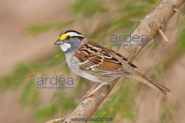 : White-throated Sparrow : White-throated Sparrow