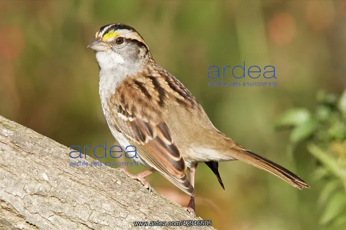 : White-throated Sparrow : White-throated Sparrow