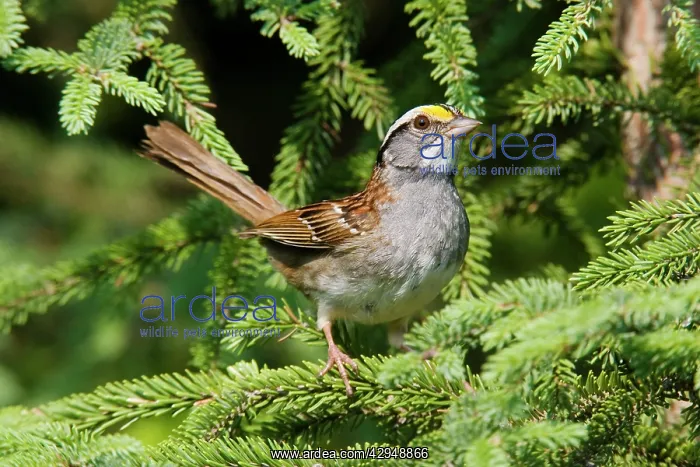 : White-throated Sparrow : White-throated Sparrow