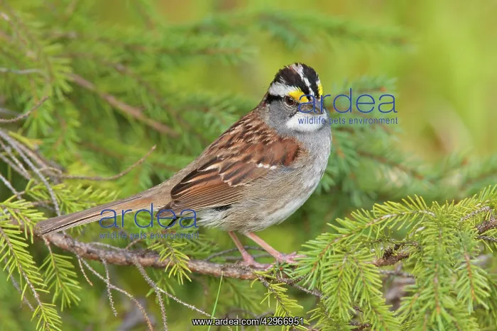 : White-throated Sparrow : White-throated Sparrow