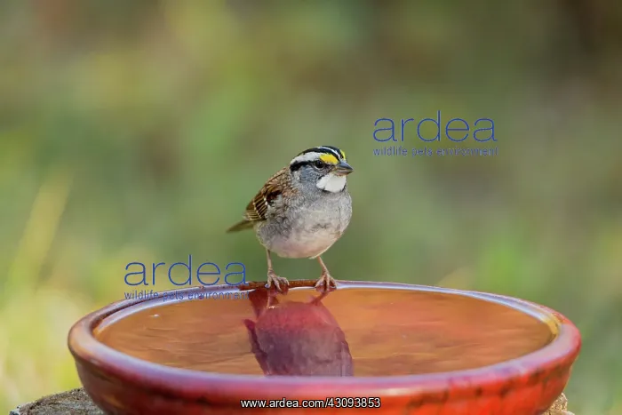 : White-Throated Sparrow : White-Throated Sparrow