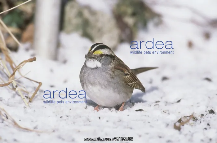 : White-throated Sparrow : White-throated Sparrow