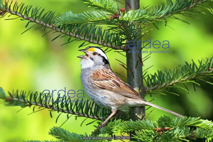 : White-throated Sparrow - Adult male singing on : White-throated Sparrow - Adult male singing on