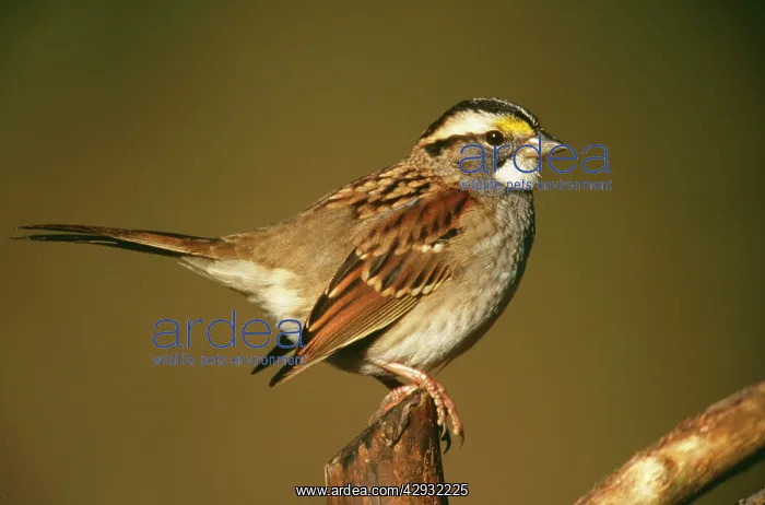 : White-Throated SPARROW - close-up : White-Throated SPARROW - close-up
