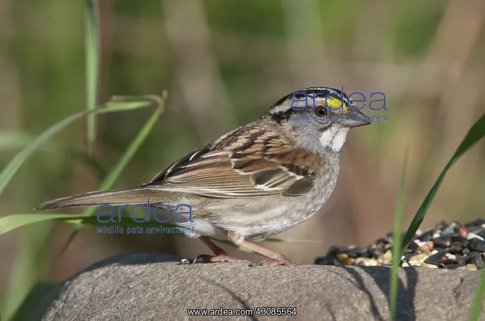 : White-throated sparrow feeding on seed : White-throated sparrow feeding on seed