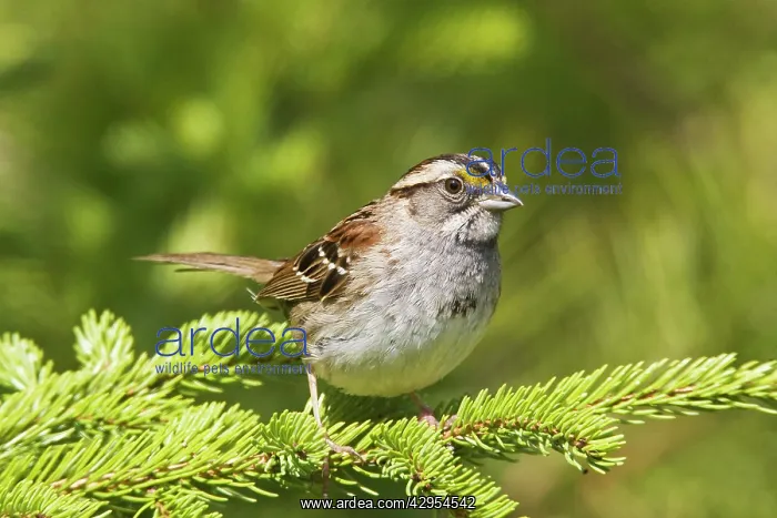 : White-throated Sparrow - in Maine boreal forest in May : White-throated Sparrow - in Maine boreal forest in May