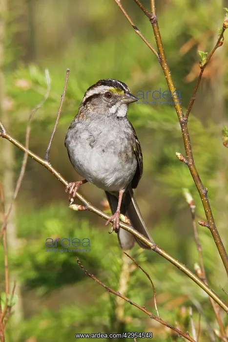 : White-throated Sparrow - in Maine boreal forest in May : White-throated Sparrow - in Maine boreal forest in May