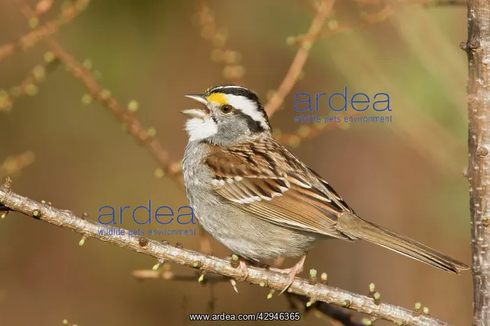 : White-throated Sparrow - Singing - On territory : White-throated Sparrow - Singing - On territory