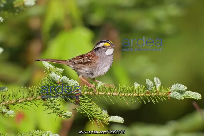 : White-throated Sparrow - spring : White-throated Sparrow - spring