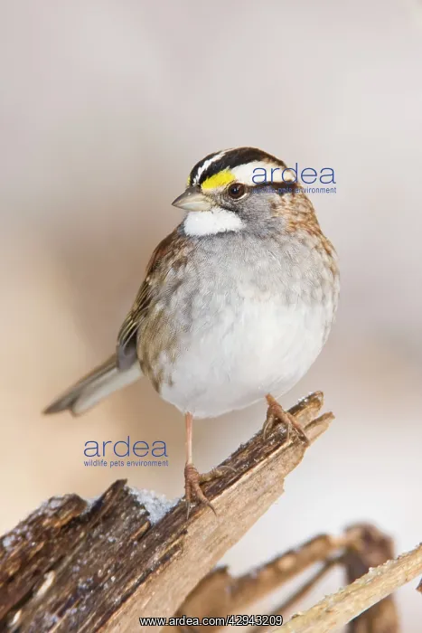 : White-throated Sparrow - in winter : White-throated Sparrow - in winter