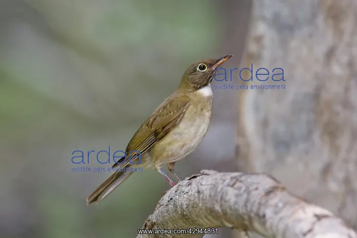 : White-throated Thrush : White-throated Thrush