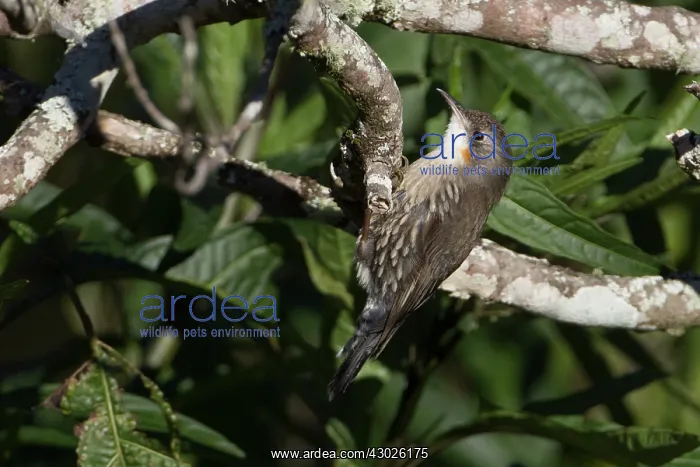 : White-throated Treecreeper : White-throated Treecreeper