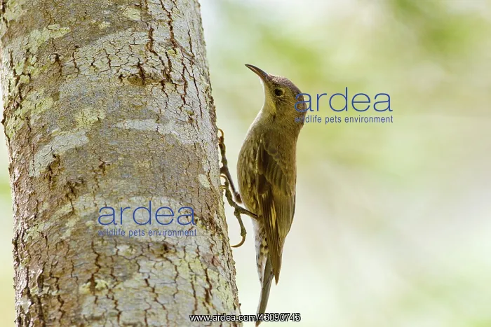 : White-throated Treecreeper : White-throated Treecreeper