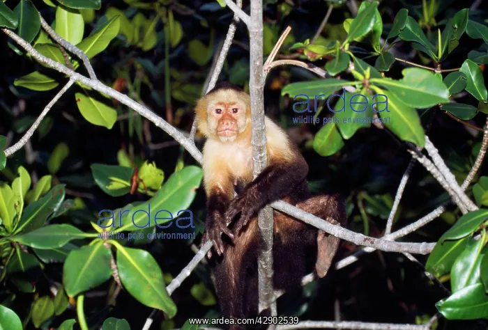 : White-throated / White-faced CAPUCHIN MONKEY : White-throated / White-faced CAPUCHIN MONKEY
