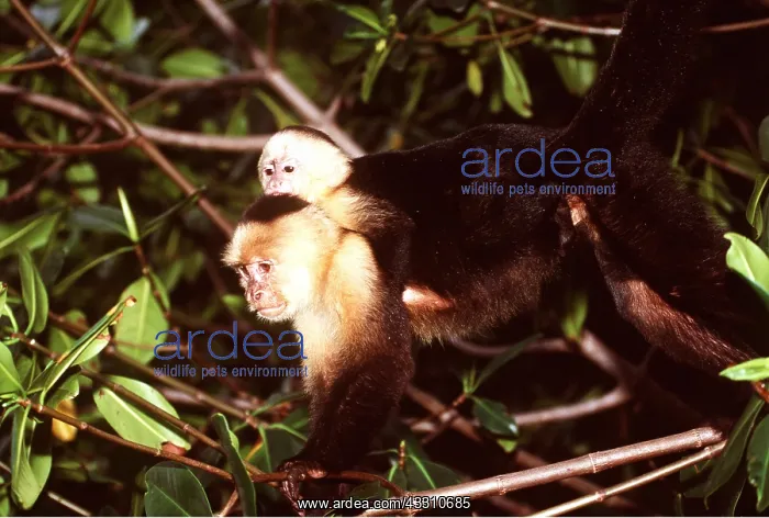 : White-throated / White-faced CAPUCHIN MONKEY - : White-throated / White-faced CAPUCHIN MONKEY -