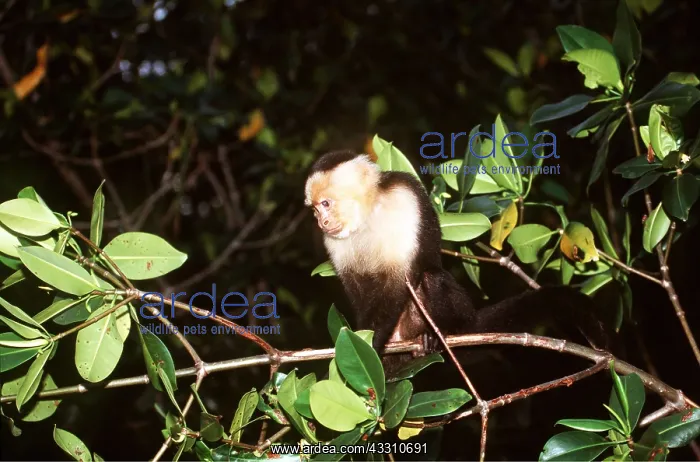 : White-throated / White-faced CAPUCHIN MONKEY - in tree : White-throated / White-faced CAPUCHIN MONKEY - in tree