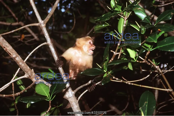 : White-throated / White-faced CAPUCHIN MONKEY - in tree : White-throated / White-faced CAPUCHIN MONKEY - in tree
