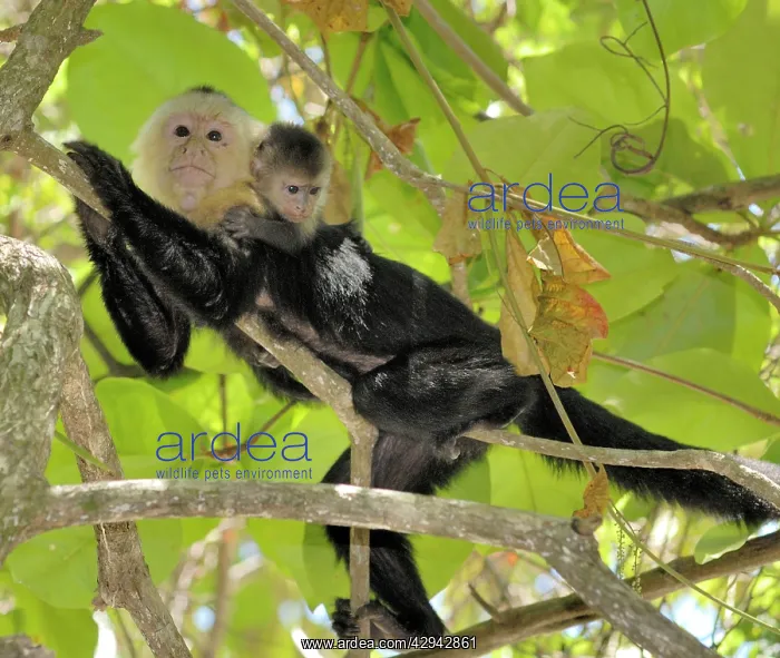 : White-throated / White-faced / White-headed Capuchin : White-throated / White-faced / White-headed Capuchin