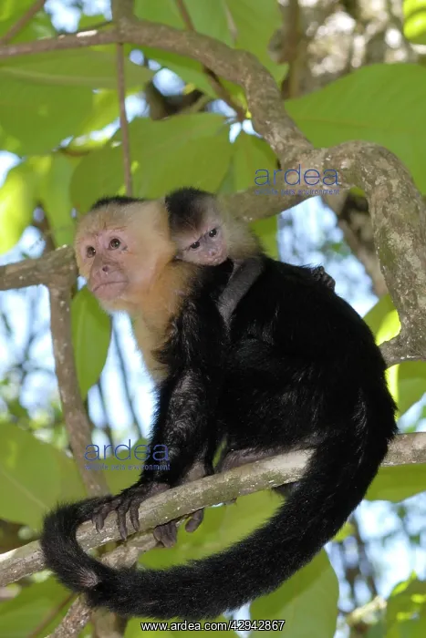 : White-throated / White-faced / White-headed Capuchin : White-throated / White-faced / White-headed Capuchin