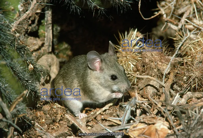  : White-throated Wood  /  Pack  /  Bush Rat - at cactus nest