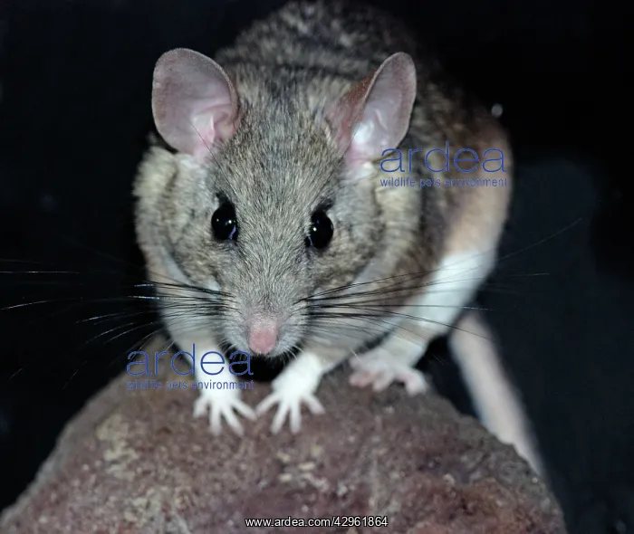 : White Throated Wood Rat : White Throated Wood Rat