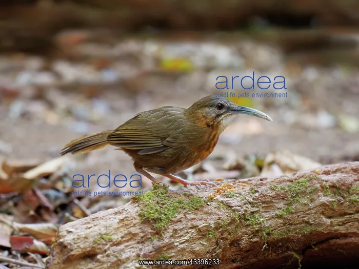  : White Throated Wren Babbler Napothera pasquieri