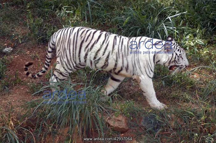 : White tiger : White tiger