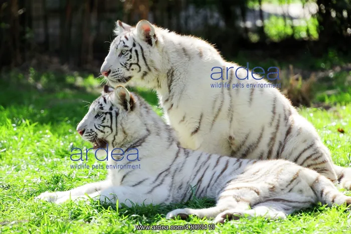 : White Tiger : White Tiger